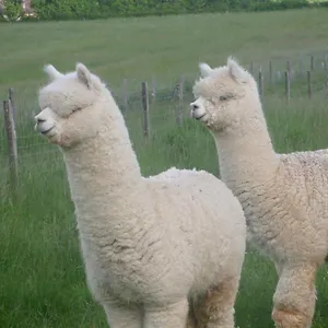 Séjour à la ferme Alpagas Du Quercy